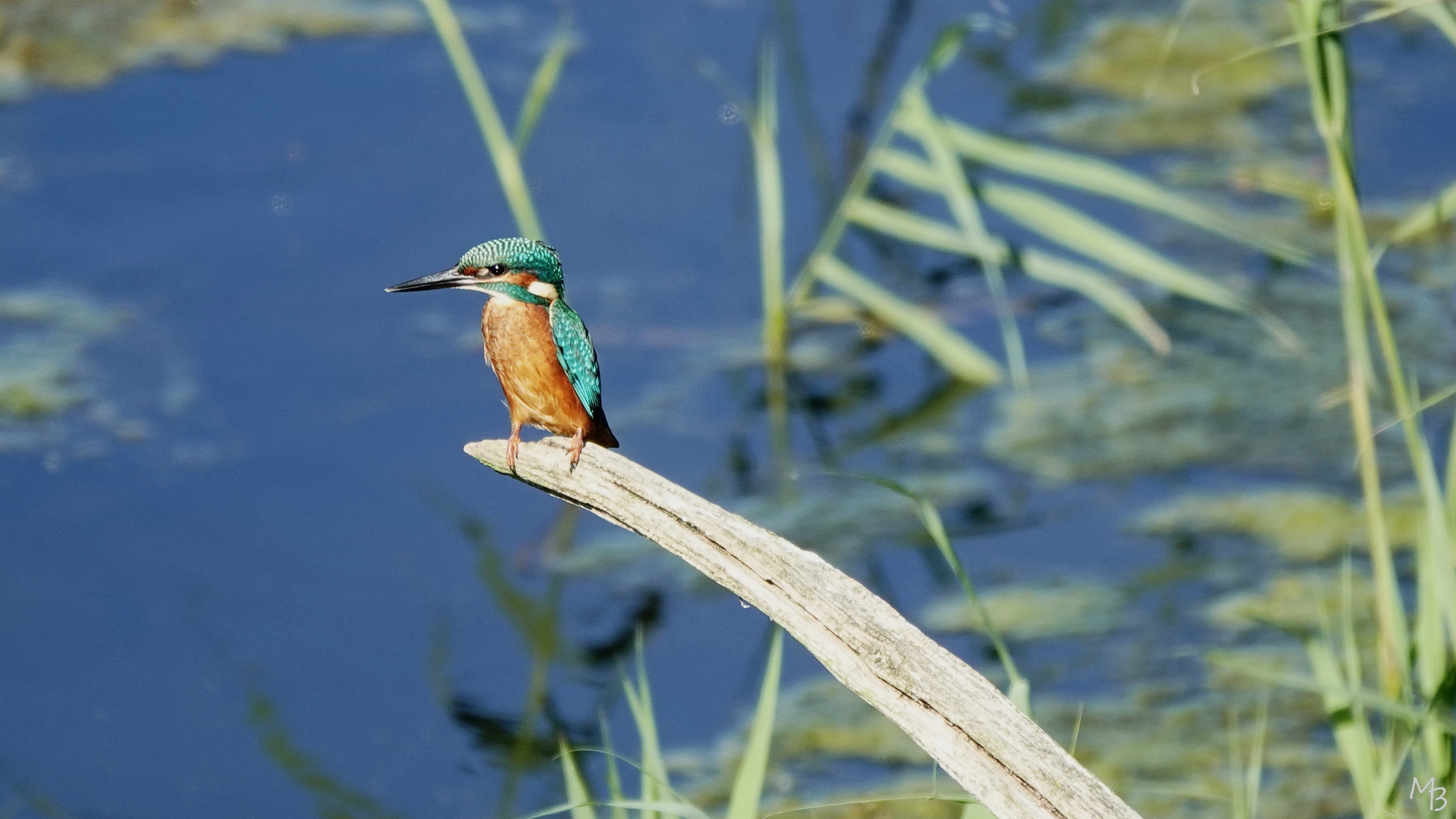 Marian Buurman - ijsvogeltje Diependal - vogel;vogels;ijsvogel;kleur;blauw;diependal;appelscha;