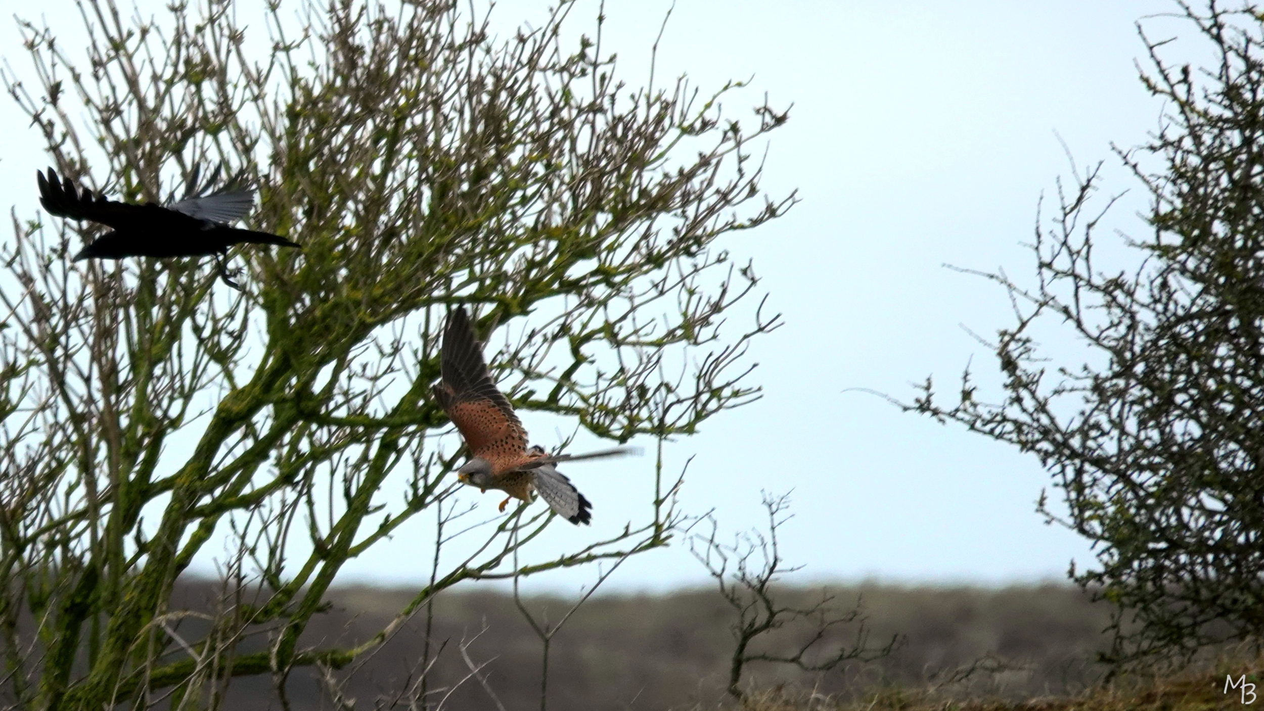 Marian Buurman - wie is wie hier de baas? Weg jij! - 