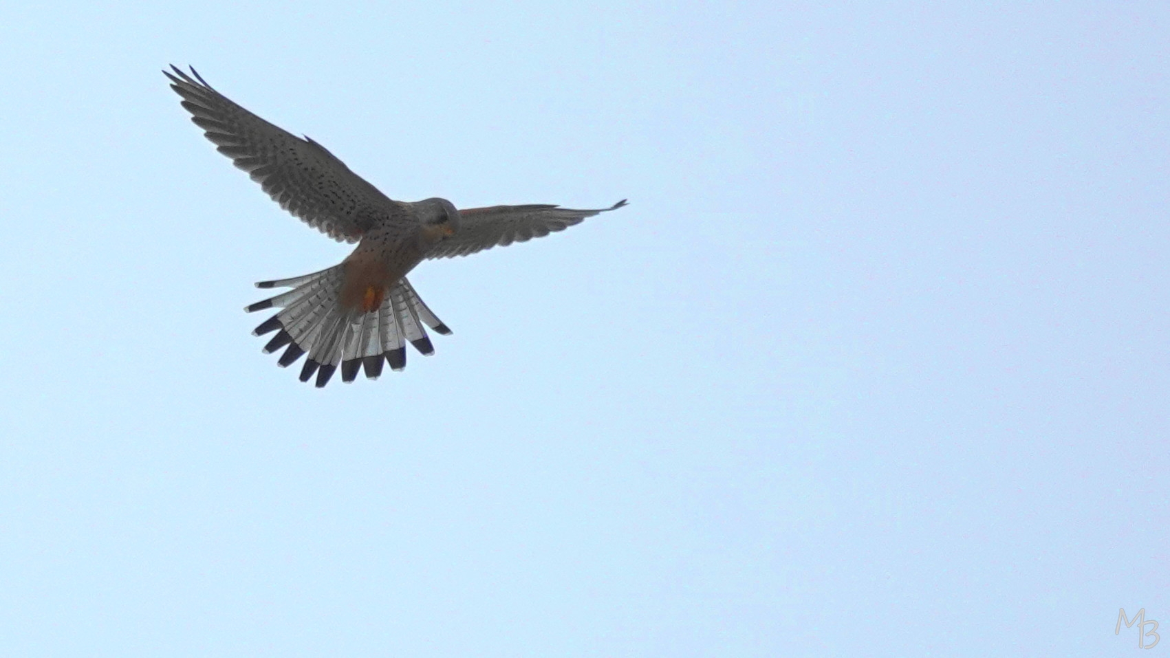 Marian Buurman - valkje biddend in de lucht - 