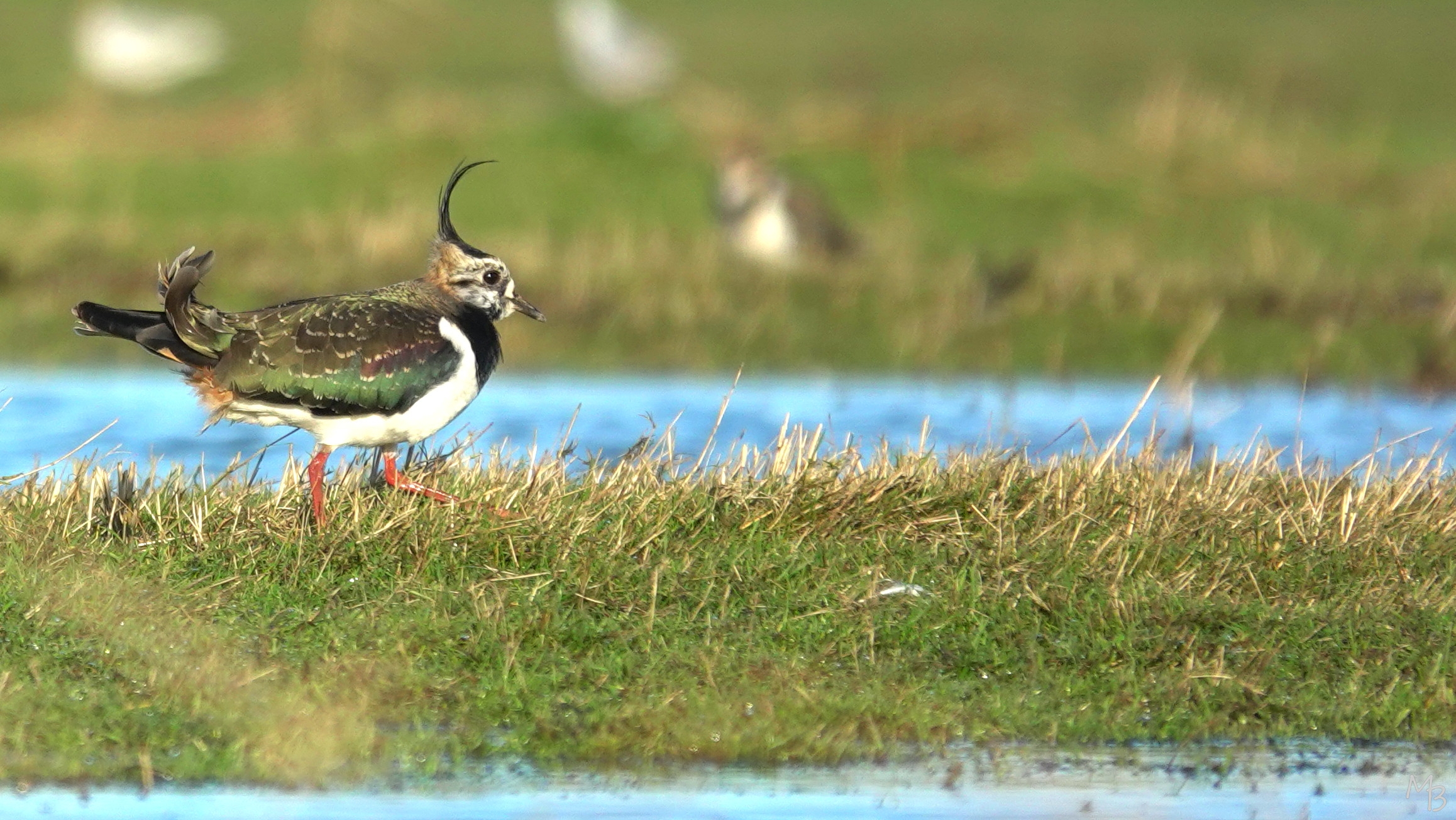 Marian Buurman - Kievit in de wind, Marken - 2024.02.29 februari;eiland;Marken;vogel;fotohut;vogels