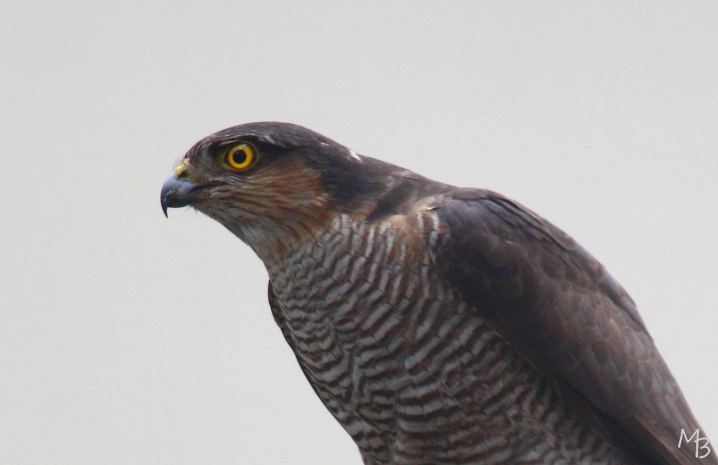 Marian Buurman - Sperwer, wat zie ik daar?? - 2011;05;27;mei;vogel; sperwer;vogels;roofvogel;roofvogels;prooi;