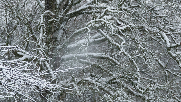 Marian Buurman - paleispark - 2026.1.5.januari januari;paleispark;winter;kou;prooi;boom;