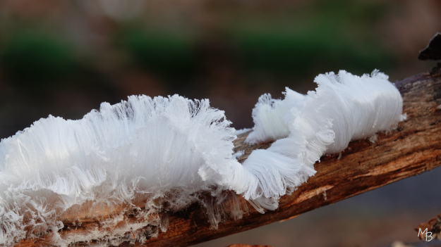 Marian Buurman - ijshaar - 26-1-20;januari;ijshaar; winter;paleispark