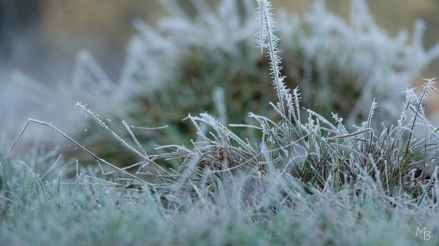 Marian Buurman - rijp in het gras op de driest - 2026.1.20.januari januari;paleispark;winter;kou;prooi;boom;Driest;