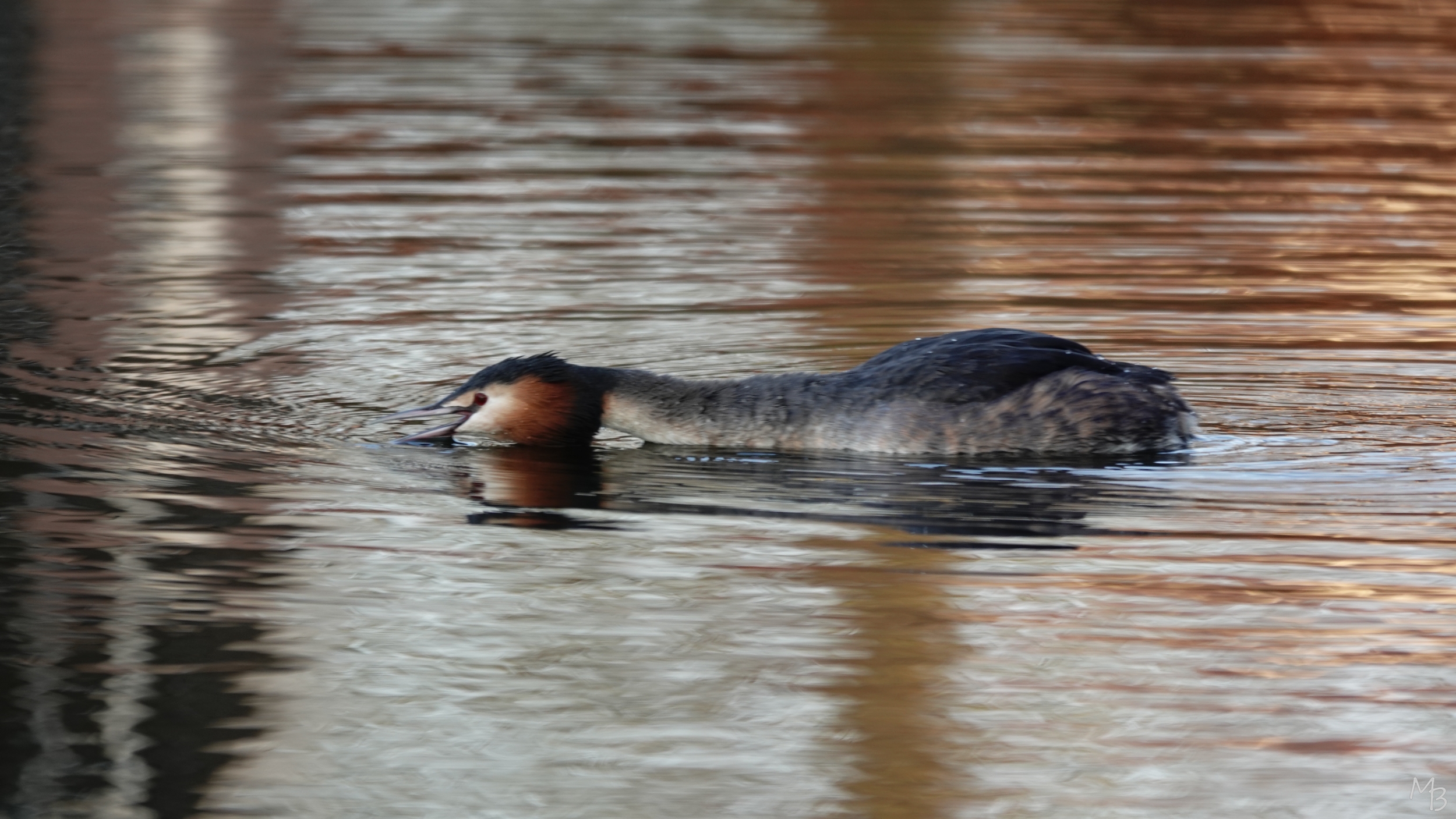 Marian Buurman - nog meer fuut - 2026;04;03;maart;Fuut;vogel;vogels;paartje;verliefd;Jeannet;lingerzijde;