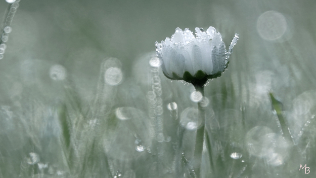 Marian Buurman -  Madeliefje in de Ochtenddauw - 2021;10;7;oktober;flora;bloem;mist;ochtendmist