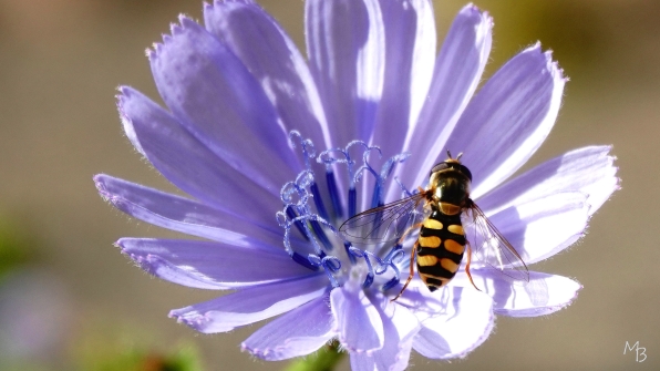Marian Buurman - aan de nectar - bloem;bloemen;dier;insekt;zomer;