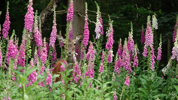 Marian Buurman - Zoekplaatje: tussen het Fluitekruid.. - 2025;06;09;juni;zoogdier;hinde;hert;edelhert;roodwild;berg en bos; Henry;