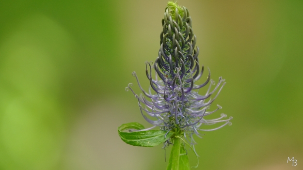 Marian Buurman - Rapunsel - 2022;6;22;juni;Bloem;flora;paars;zeldzaam