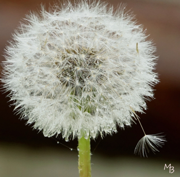 Marian Buurman - Ochtenddauw - flora;bloem;bloemen;paardebloem; 