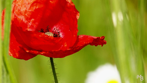 Marian Buurman -  - 2023;5;27;mei;klaproos;bloem;flora;