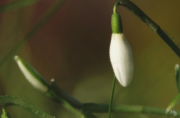 Marian Buurman - h��l voorzichtig ,  voorschotje op de lente. - 2025;2;1;februari; paleispark;winter;winter;lente;