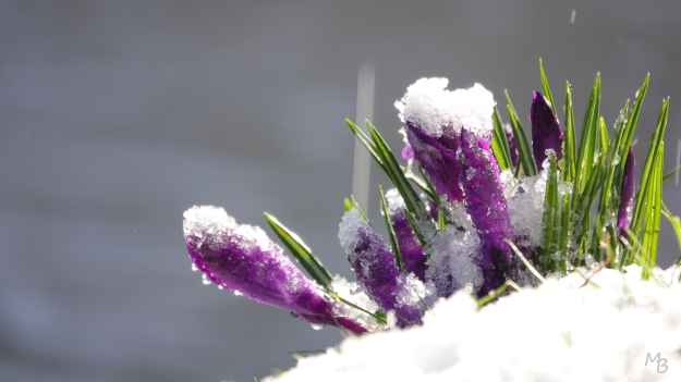 Marian Buurman - Lente aankondiging! - de eerste krokusjes wagen zich boven de grond.crocus