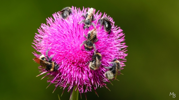 Marian Buurman - Gezamenlijke maaltijd - 2024;6;9;juni;distel; bij;bijen;insekt;flora;stuifmeelpaleispark