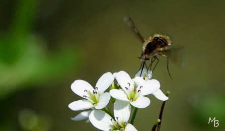 Marian Buurman - wolzwever  (?) - 2019;15;6;juni;dier,insect,flora;bloem;bloemen;