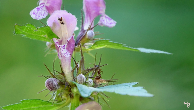 Marian Buurman -  - 2019;17;6;juni;bloem;bloemen;flora;