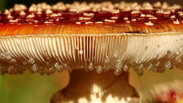 Marian Buurman - Vliegenzwam - 2021;10;31;oktober;herfst,paddenstoel;macro;