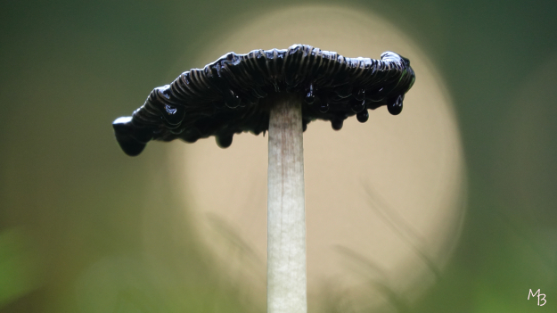 Marian Buurman - Inktzwam - 2021;11;9;november;herfst;paddestoel;