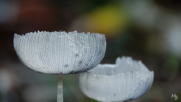 Marian Buurman - nog n hazenpootje - 25;09;22;september;paddenstoel;schimmel;paleispark;fragiel;wit;