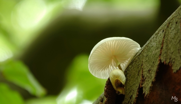 Marian Buurman - porceleinzwam - 2023;10;9;september;herfst;paddestoel;paleispark;