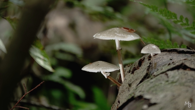 Marian Buurman - porcelijnzwammetjes - paddenstoel; paleispark;schimmel;