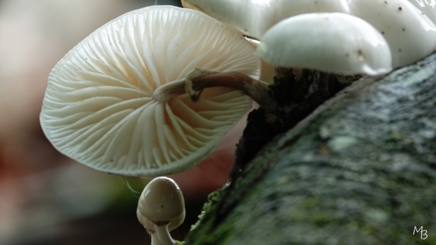 Marian Buurman - Porceleinzwam - paddenstoel;porceleinzwam;schimmel;plaatjes;slijm;parasiet;beuk;paleispark;fragiel;wit;