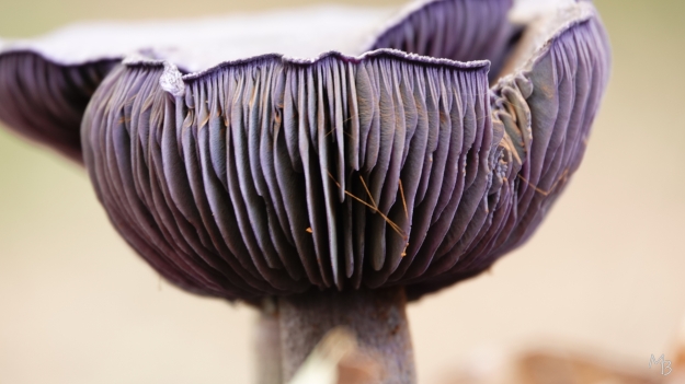 Marian Buurman - violette gordijnzwam (paleispark) - herfst;paddenstoel;paars;herfst;schimmel;zeldzaam