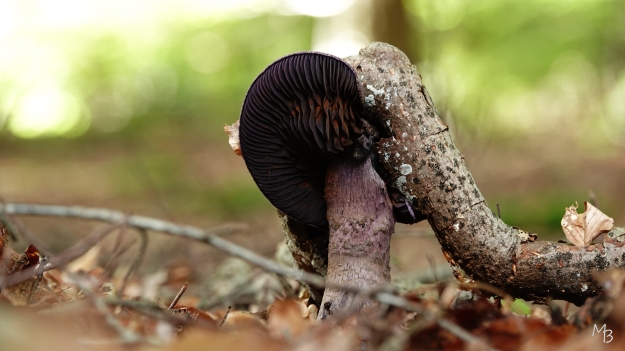 Marian Buurman - violette gordijnzwam, ingegroeid in een tak - herfst;paddenstoel;paars;herfst;schimmel;groei;