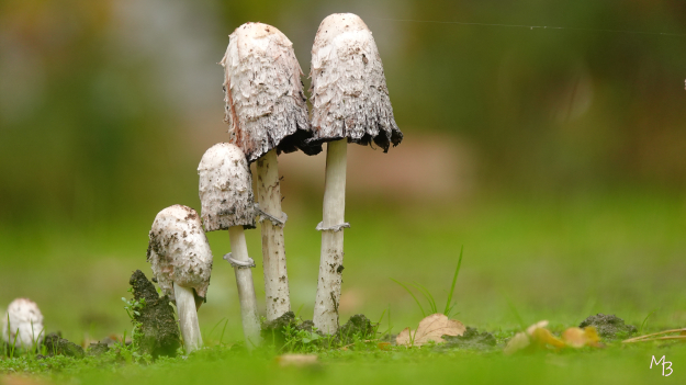 Marian Buurman - Inktzwam - 2022;10;21;oktober;herfst;paddestoel;schimmel;