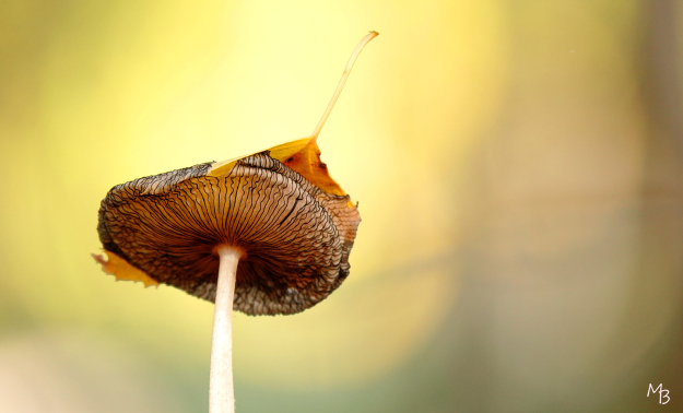 Marian Buurman - Tegenlicht - 2022;10;29;oktober;paddestoel;herfst;Dwingeloo;schimmel;