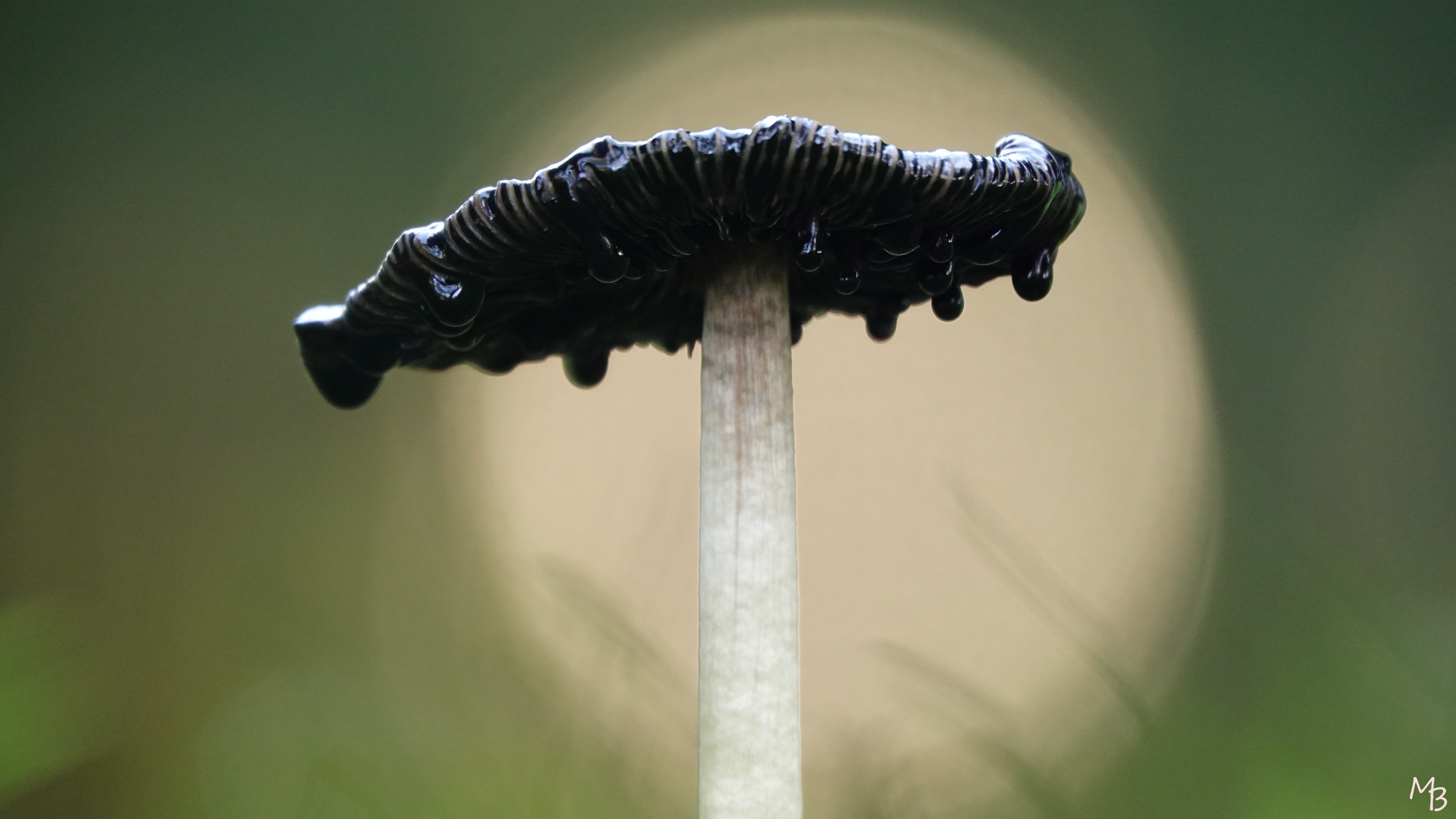 Marian Buurman - Inktzwam - 2021;11;9;november;herfst;paddestoel;