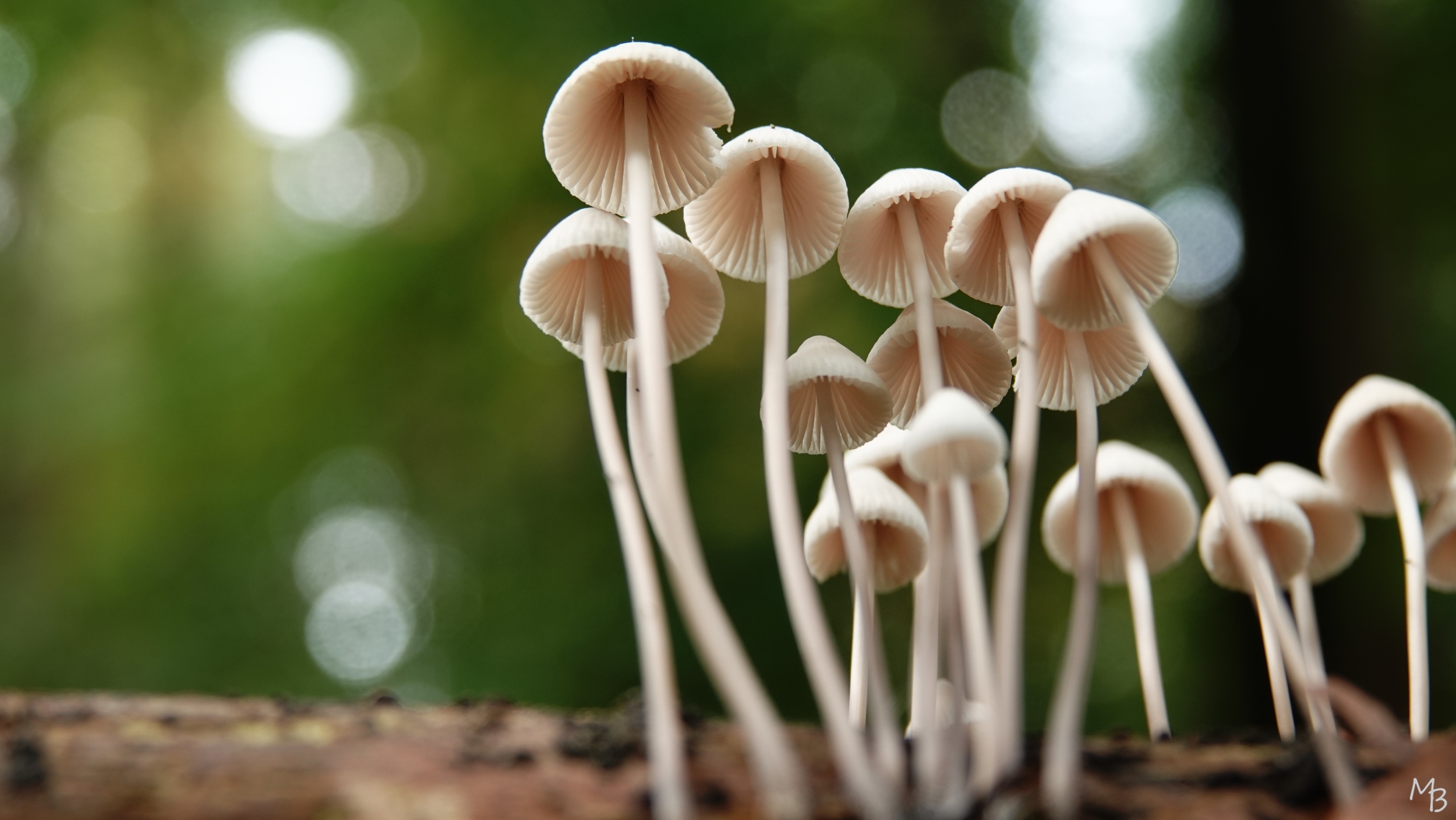 Marian Buurman - Herfsttijd: paddenstoelen-tijd - 2025;10;12;oktober;paddenstoelen;paleispark;flora 