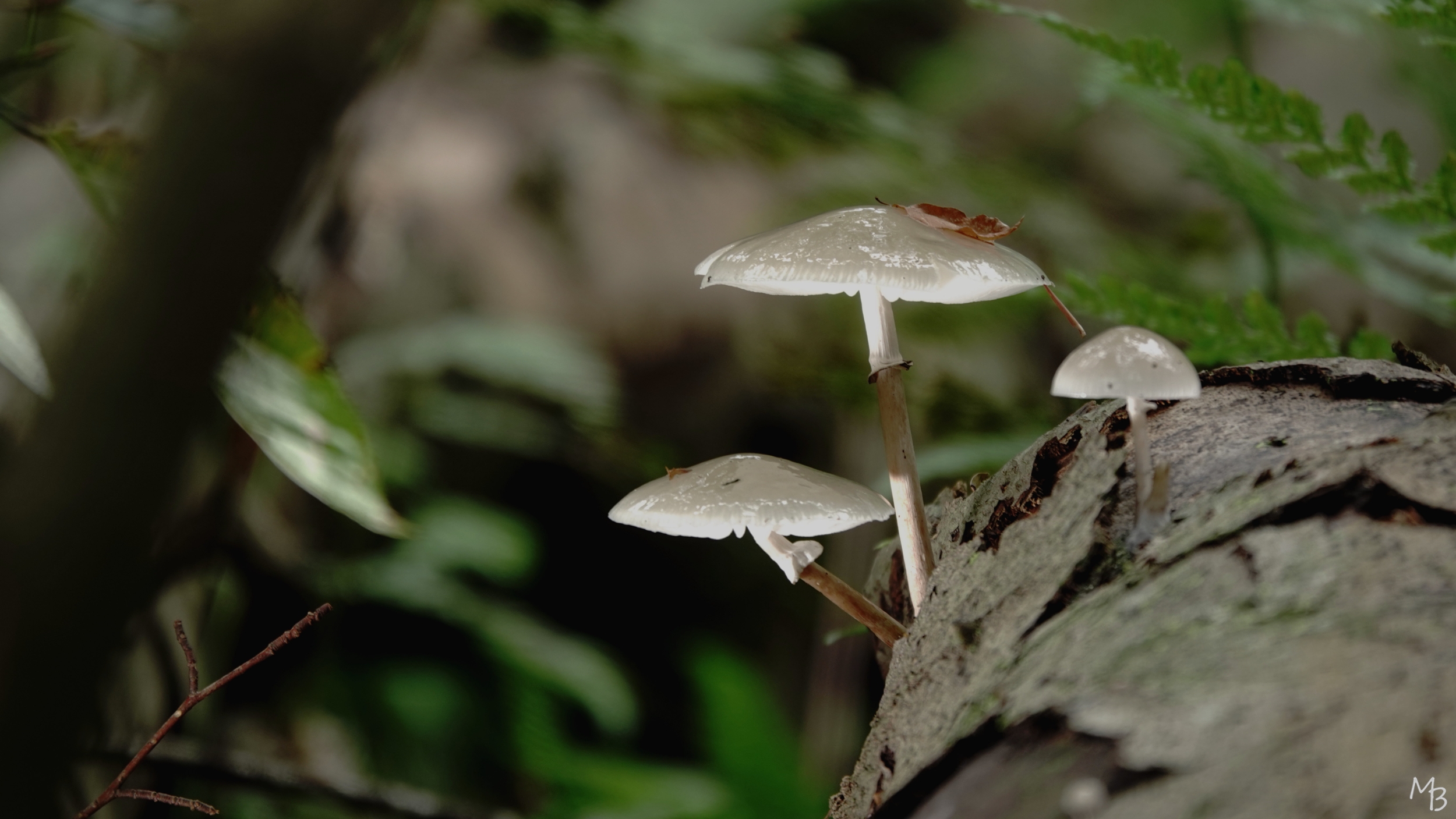 Marian Buurman - porcelijnzwammetjes - paddenstoel; paleispark;schimmel;