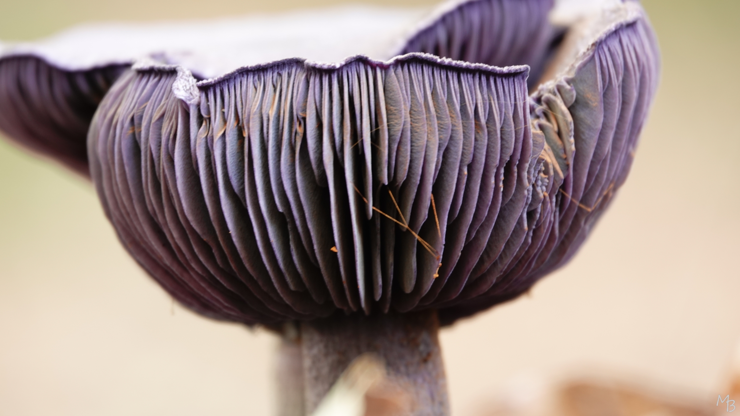 Marian Buurman - violette gordijnzwam (paleispark) - herfst;paddenstoel;paars;herfst;schimmel;zeldzaam