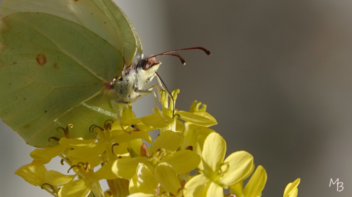 Marian Buurman - Al dronken? - 2022;6;13;juni;Vlinder;bloem;dier;