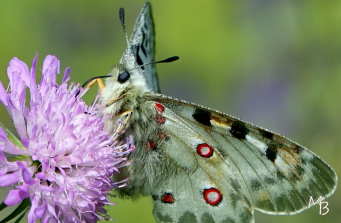 Marian Buurman - apollovlinder op beemdkroon - 2019;6;18;juni;bloem;bloemen;flora;vlinder;vlinders;insect;