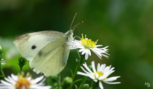 Marian Buurman - koolwitje - vlinder; vlinders;flora;