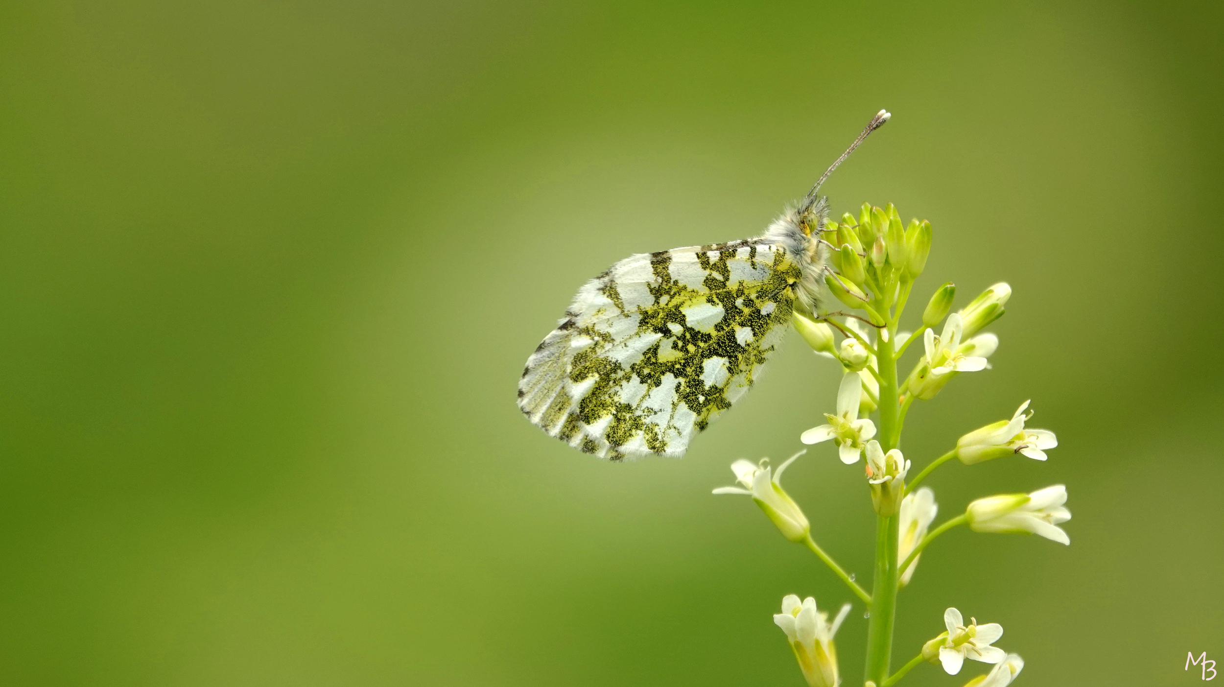Marian Buurman - Gesloten vleugels van een oranjetipje - 2022;8;6;juni;bloem;flora;vlinder;dier;fauna;
