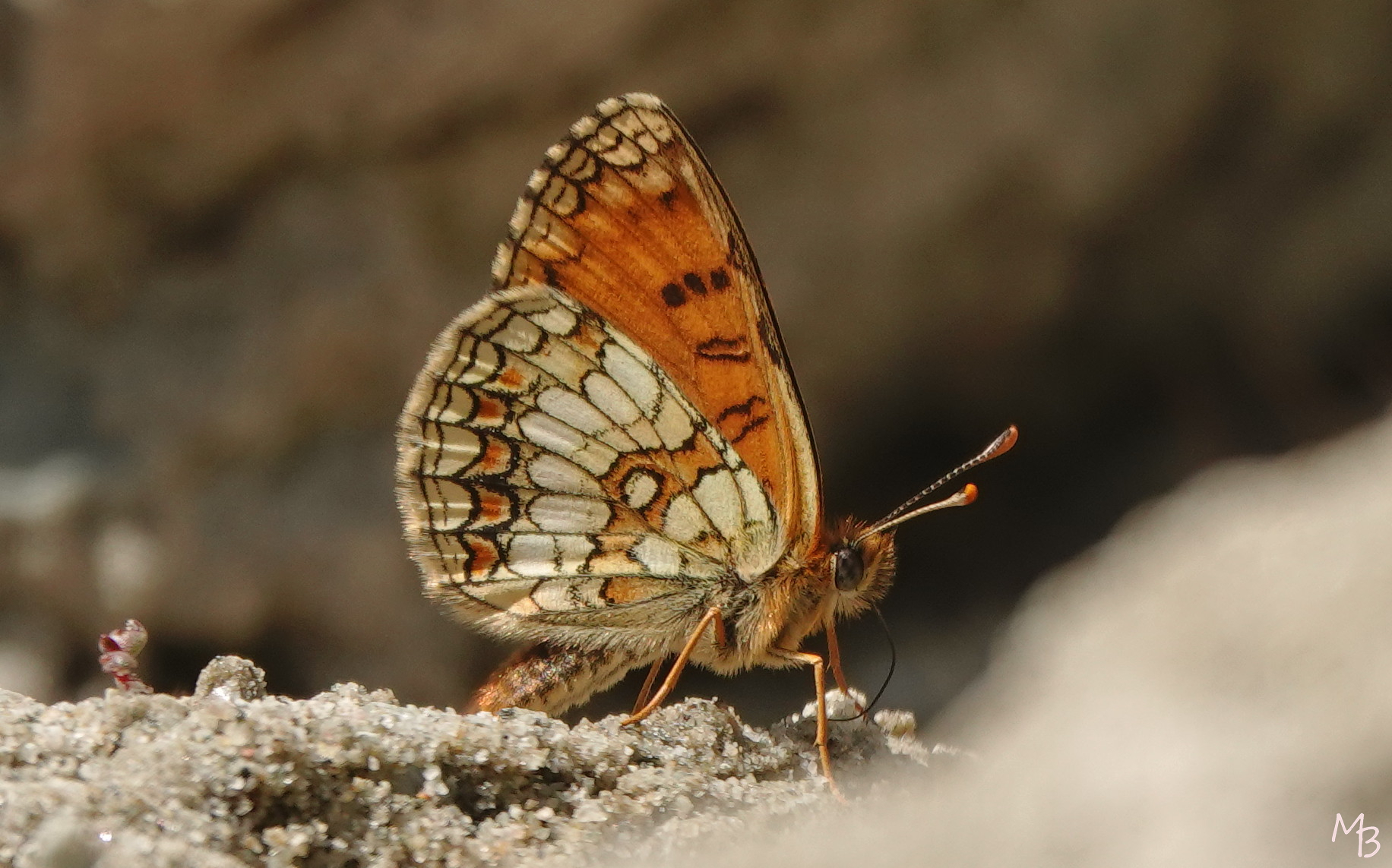 Marian Buurman - parelmoervlinder - 2022;6;13;vlinder;dier;fauna;