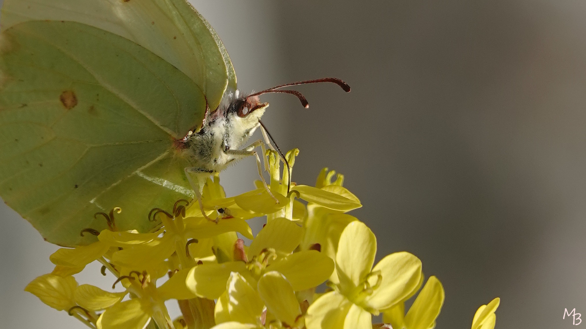 Marian Buurman - Al dronken? - 2022;6;13;juni;Vlinder;bloem;dier;