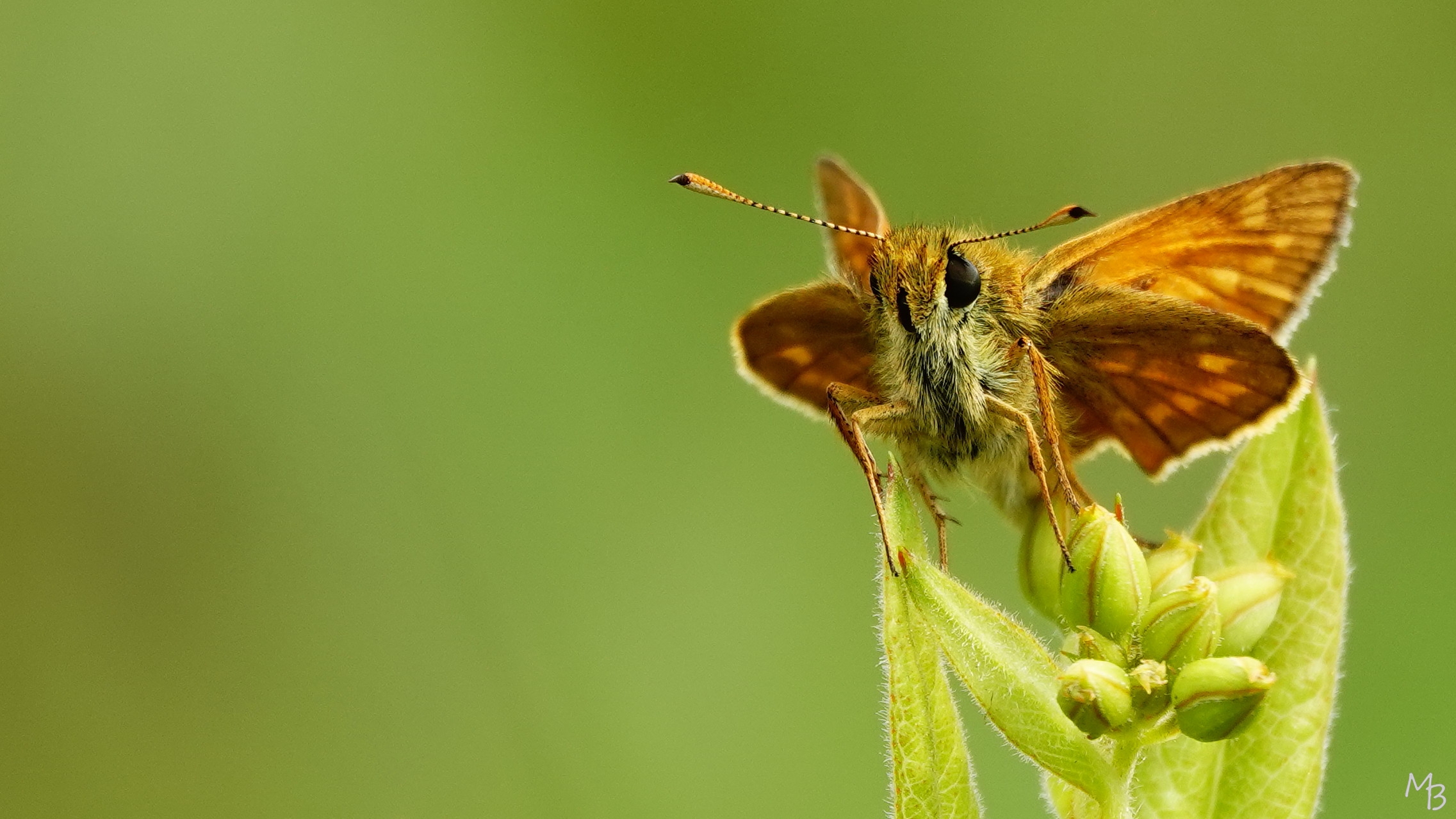 Marian Buurman - dikkopje - 