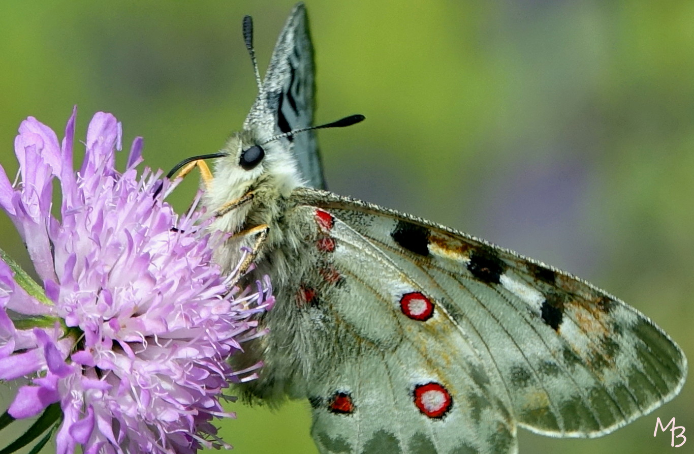 Marian Buurman - apollovlinder op beemdkroon - 2019;6;18;juni;bloem;bloemen;flora;vlinder;vlinders;insect;